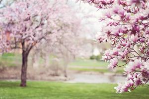 Allergies and Hayfever